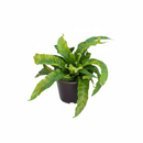 Buy Bird&#39;s Nest Hurricane Fern online, Asplenium antiquum, twisted birds nest fern, hurricane fern, curly fern, glossy foliage plant, air purifying houseplant, pet friendly fern