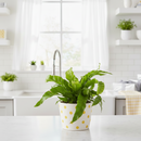 Buy Bird&#39;s Nest Hurricane Fern online, Asplenium antiquum, twisted birds nest fern, hurricane fern, curly fern, glossy foliage plant, air purifying houseplant, pet friendly fern