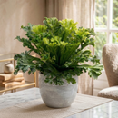 Buy Bird’s Nest ‘Leslie’ Fern live plant online, Bird’s Nest ‘Leslie’ Fern low maintenance indoor tropical plant, Bird’s Nest ‘Leslie’ Fern gift plant for plant lovers