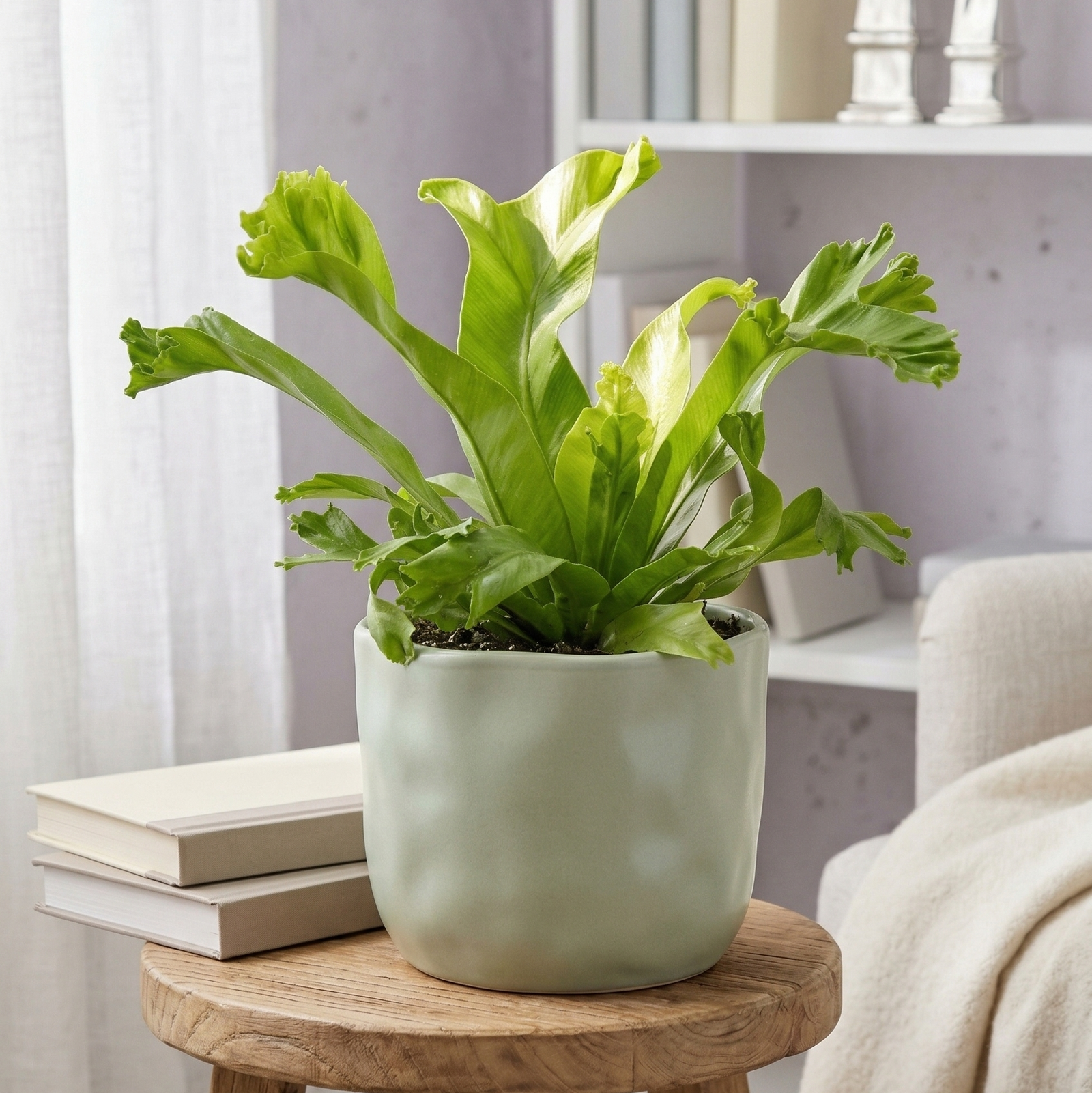 Live Bird’s Nest ‘Leslie’ Fern indoor houseplant for sale, Asplenium nidus ‘Leslie’ Bird’s Nest fern curly leaf indoor plant, tropical Bird’s Nest ‘Leslie’ Fern bright indirect light plant