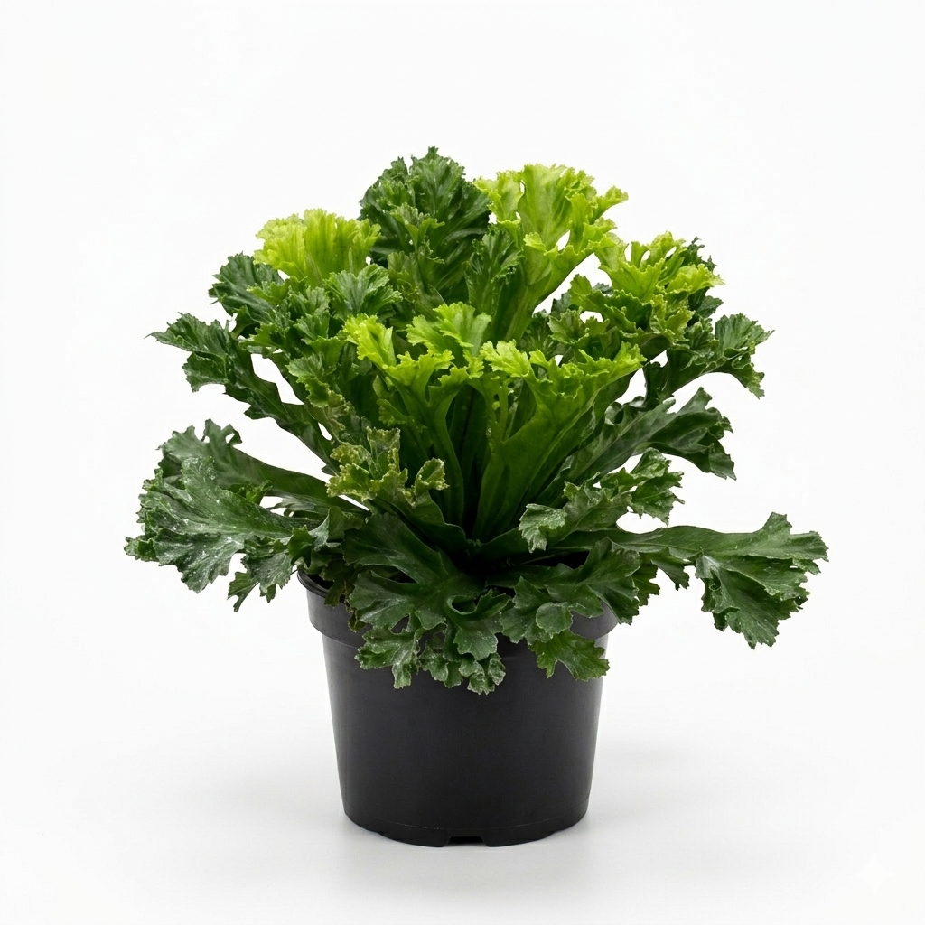 Bird’s Nest ‘Leslie’ Fern live plant for sale, Bird’s Nest ‘Leslie’ Fern easy care indoor plant for beginners, Asplenium nidus ‘Leslie’ compact fern for home decor