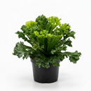 Buy Bird’s Nest ‘Leslie’ Fern live plant online, Bird’s Nest ‘Leslie’ Fern low maintenance indoor tropical plant, Bird’s Nest ‘Leslie’ Fern gift plant for plant lovers