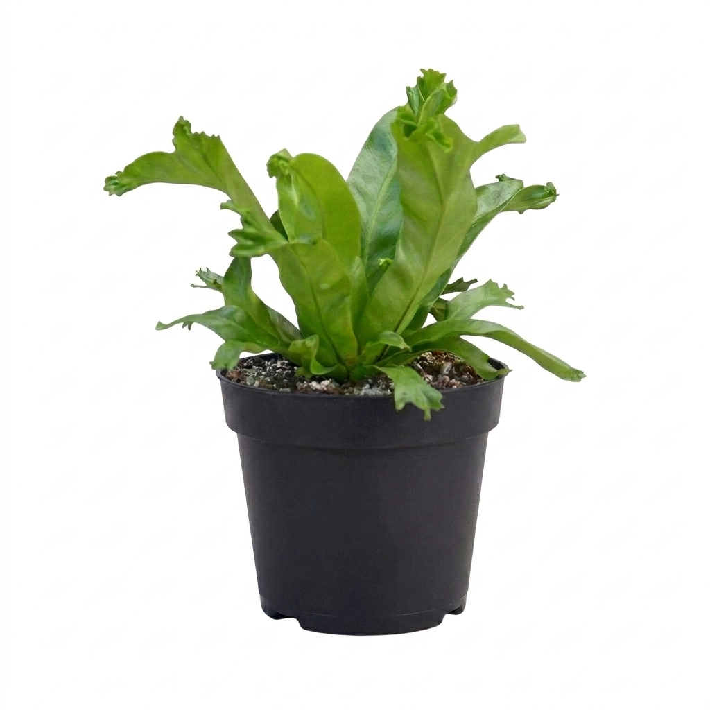 Bird’s Nest ‘Leslie’ Fern live plant for sale, Bird’s Nest ‘Leslie’ Fern natural air purifying indoor plant, Asplenium nidus ‘Leslie’ fern for shaded indoor areas