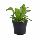 Buy Bird’s Nest ‘Leslie’ Fern live plant online, Bird’s Nest ‘Leslie’ Fern low maintenance indoor tropical plant, Bird’s Nest ‘Leslie’ Fern gift plant for plant lovers