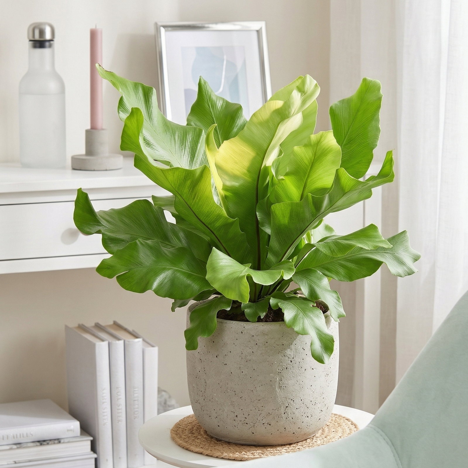 Live Bird’s Nest ‘Nidus’ Fern indoor houseplant for sale, Bird’s Nest fern Nidus easy care houseplant for beginners, Bird’s Nest ‘Nidus’ Fern bright indirect light indoor plant