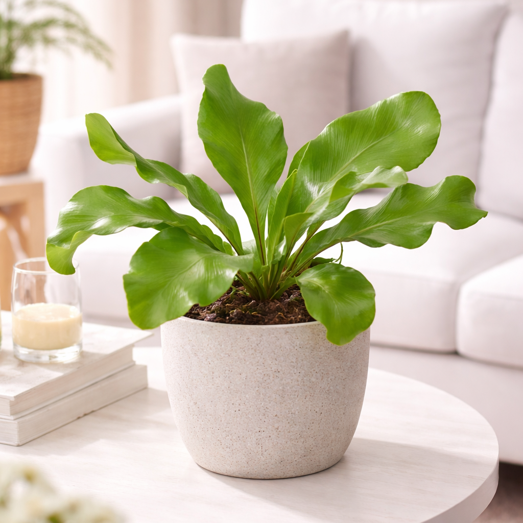 bird nest fern planter Bird’s Nest Fern ‘Nidus’ – Lush Tropical Fern, Sculptural Green Fronds 6" Pot by Succulents Box