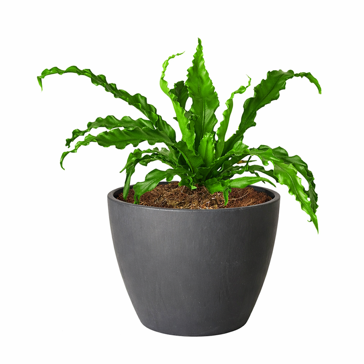 bird's nest fern light, bird's nest fern plant, bird's nest fern types, bird's nest fern outdoors, bird's nest fern for sale, care for bird's nest fern