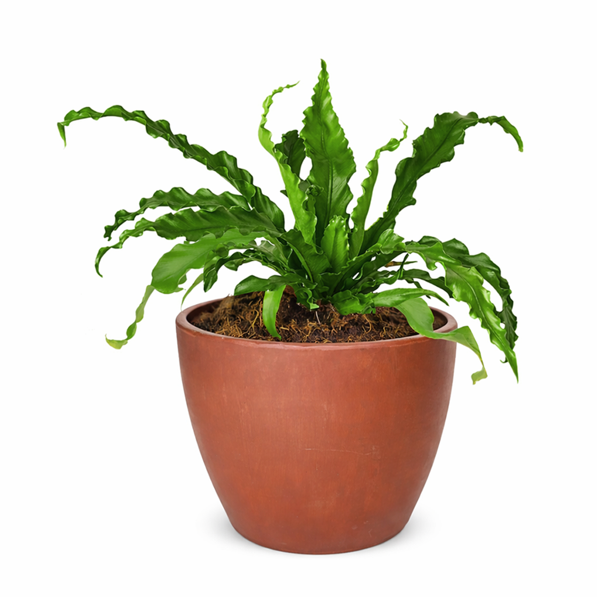 birds nest succulent plant Bird’s Nest Victoria Fern