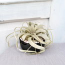 Pre-Assembled Air Plant Dish Garden