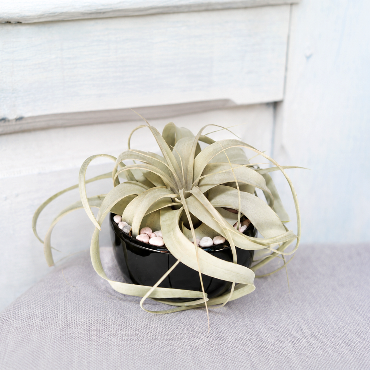 buy Tillandsia Xerographica Air Plant with Black Glazed Terracotta Pot live air plant online, silver-white curling rosette leaves, textured trichome-covered foliage, wide spreading growth form, low-maintenance and drought tolerant, bold architectural desktop accent, elegant heirloom gift for plant lovers