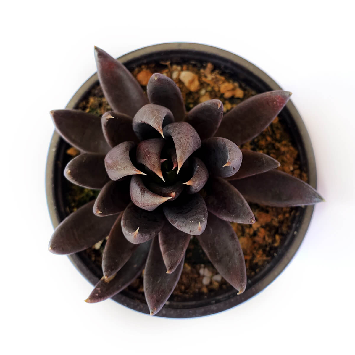 black knight succulent for sale Echeveria Black Knight