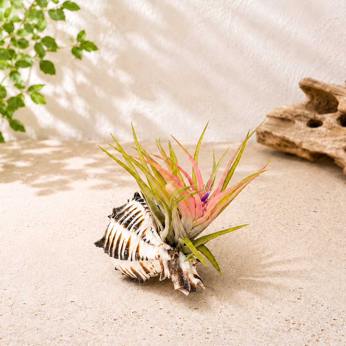 Black Murex Seashell with Assorted Tillandsia Air Plant for sale, decorative seashell air plant arrangement, coastal beach themed tillandsia decor, tropical air plant display in natural shell, black murex shell air plant holder, exotic seashell planter with air plants, assorted tillandsia air plant arrangement
