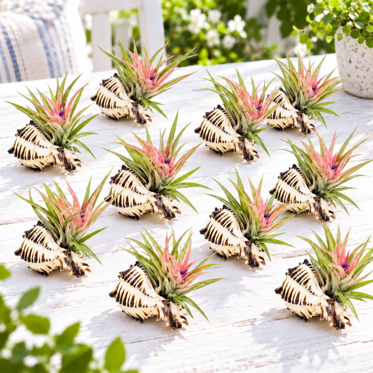 overhead view of ten black murex seashells arranged in a scattered display, each holding a different variety of green and silvery tillandsia air plant, showcasing the natural texture and spiral shape of the shells against a neutral background