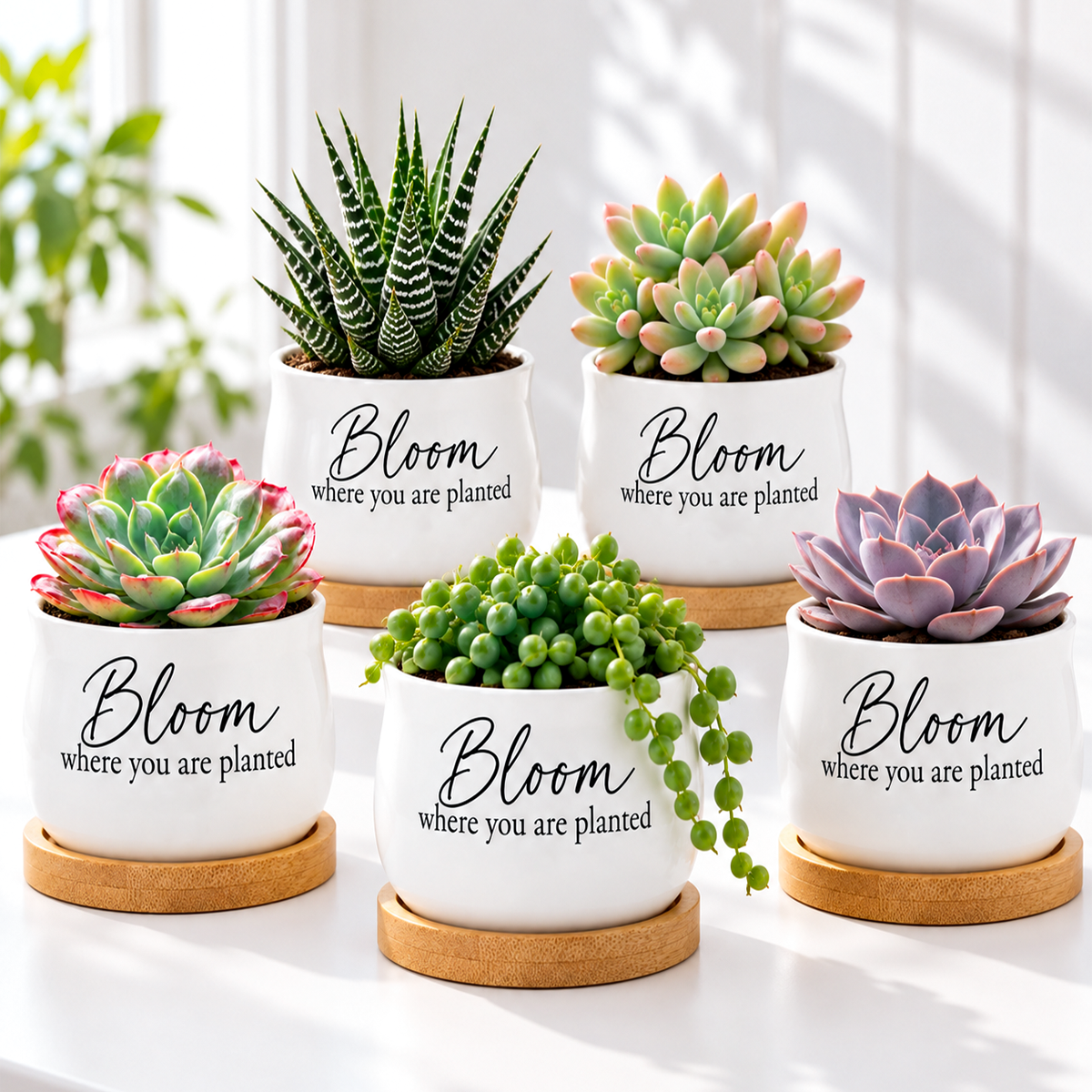 buy Pack of Succulent Pot - Bloom where you are planted online, white glazed ceramic barrel-style mini planter, natural bamboo drainage tray included, inspirational text design, perfect for desk or shelf display, thoughtful gift for plant lovers