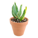  Succulents shop near me, succulent subscription, succulent care, how to grow succulents, succulents garden, indoor succulents, Succulents, Senecio serpens succulent in California
