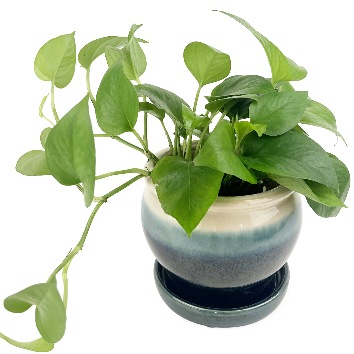 6 inch Blue Ceramic Planter &amp; Attached Saucer for sale, Buy Houseplant Pot Online, 6 inch ceramic pot for succulents and flowers