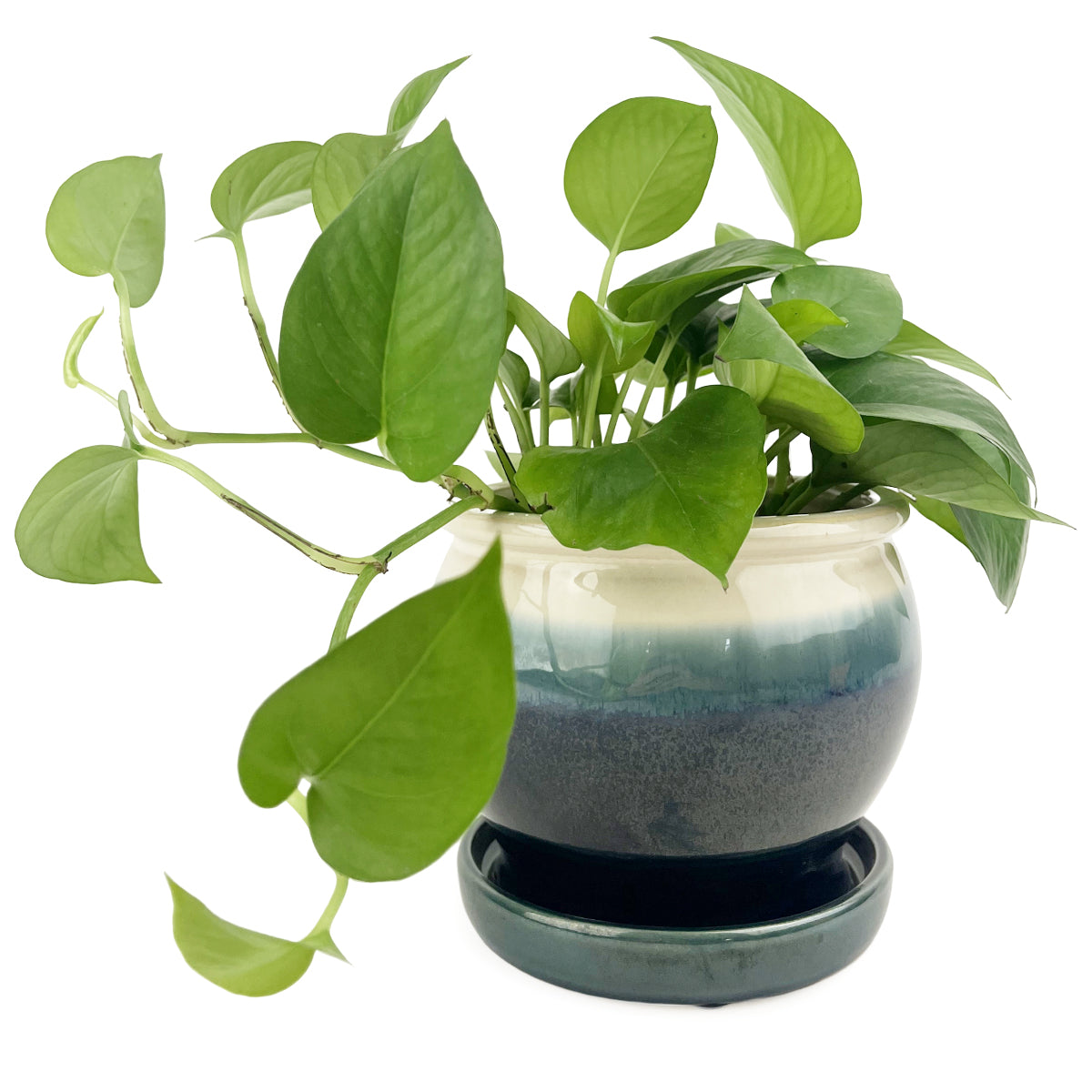 large indoor ceramic plant pots with saucers 6 inch Dark Blue Ceramic Planter with Cream Rim & Attached Saucer