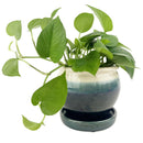 6 inch blue ceramic plant pot for sale, Succulent pot gift ideas, Decorative pot for houseplants, 6 inch blue pot with drainage hole and saucer