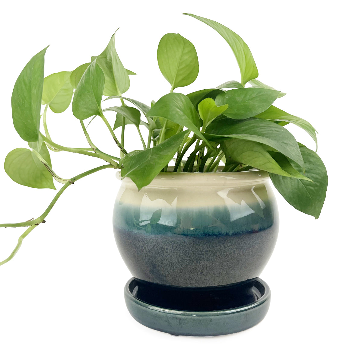 6 planter with saucer 6 inch Dark Blue Ceramic Planter with Cream Rim & Attached Saucer
