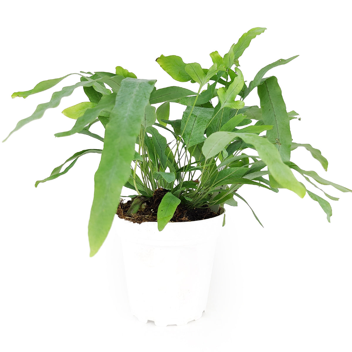 Blue Star Fern, Phlebodium aureum, Phlebodium aureum &#39;Star Fern&#39;, Indoor Houseplants, Blue Star Fern Care Tips, How to Grow Blue Star Fern, Blue Star Fern Care Guide