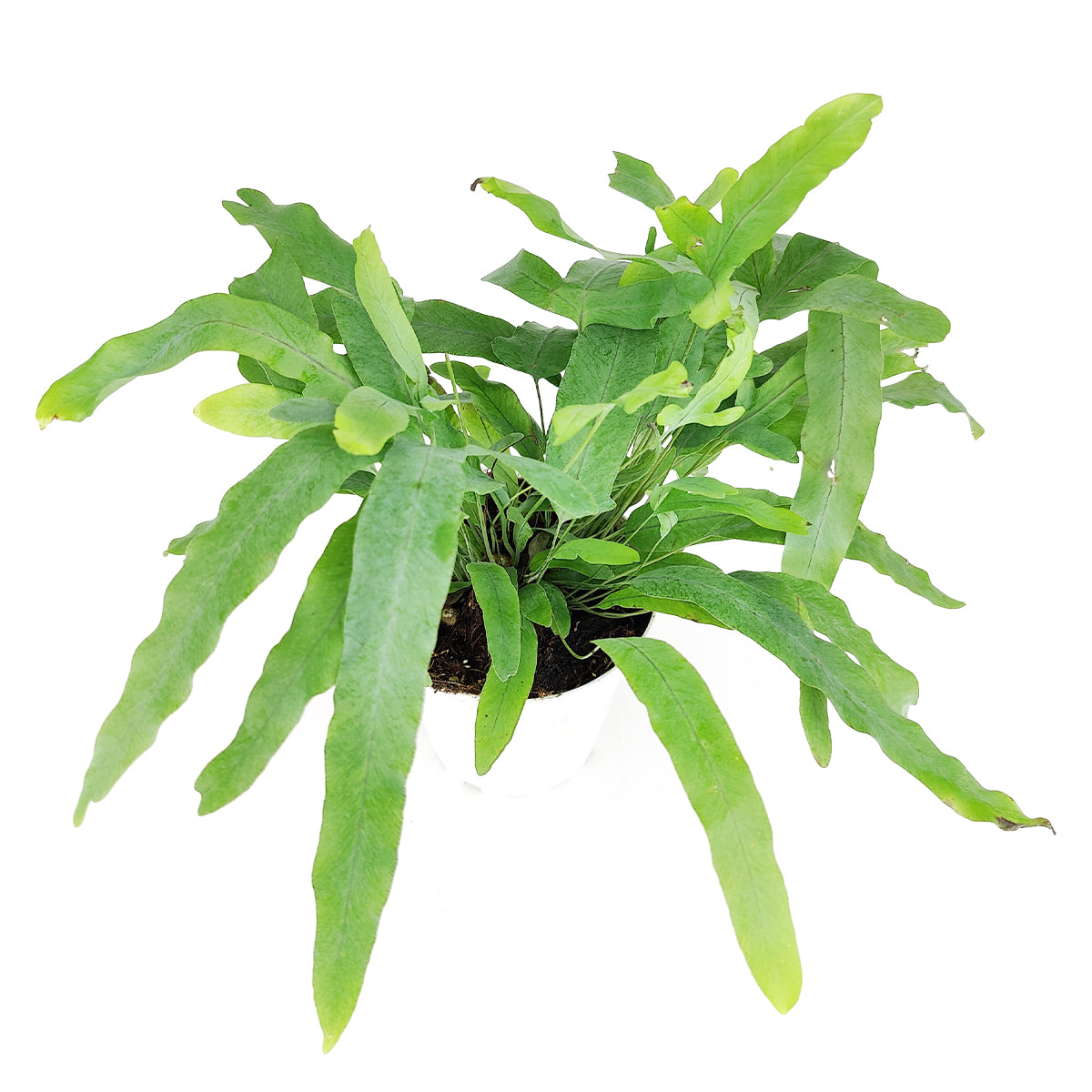 Blue Star Fern, Phlebodium aureum, Phlebodium aureum 'Star Fern', Indoor Houseplants, Blue Star Fern Care Tips, How to Grow Blue Star Fern, buy Blue Star Fern online