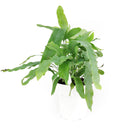 Blue Star Fern, Phlebodium aureum, Phlebodium aureum &#39;Star Fern&#39;, Indoor Houseplants, Blue Star Fern Care Tips, How to Grow Blue Star Fern, air-purifying houseplants