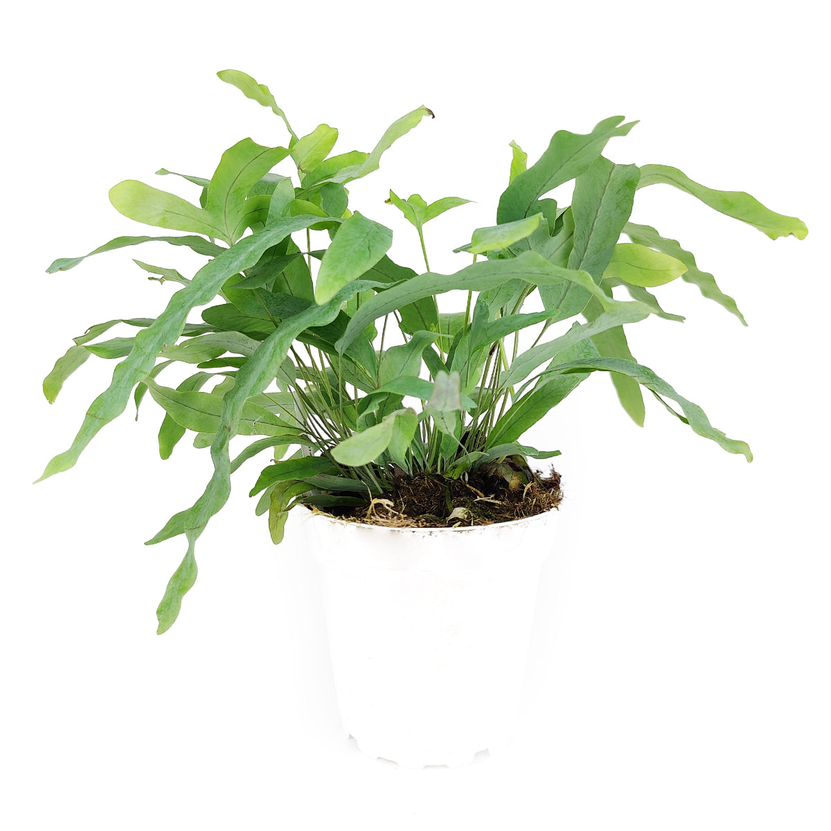 blue star fern new growth Blue Star Fern (Phlebodium aureum)