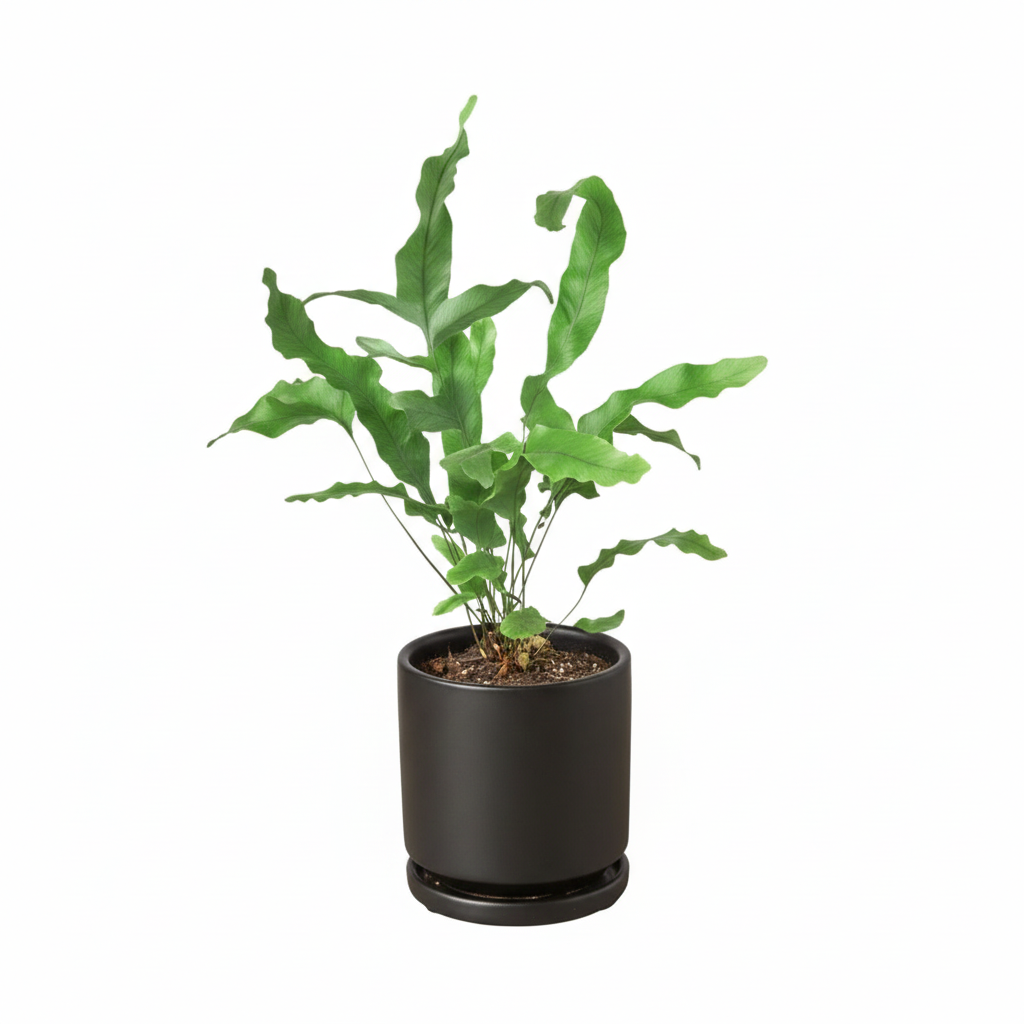4 inch Blue Star Fern in black ceramic decorative pot, Blue Star Fern for sale, buy fern live plants online