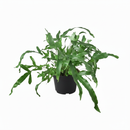 Blue Star Fern, Phlebodium aureum, Phlebodium aureum 'Star Fern', Indoor Houseplants, Blue Star Fern Care Tips, How to Grow Blue Star Fern, Blue Star Fern Care Guide