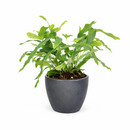 Blue Star Fern, Phlebodium aureum, Phlebodium aureum 'Star Fern', Indoor Houseplants, Blue Star Fern Care Tips, How to Grow Blue Star Fern