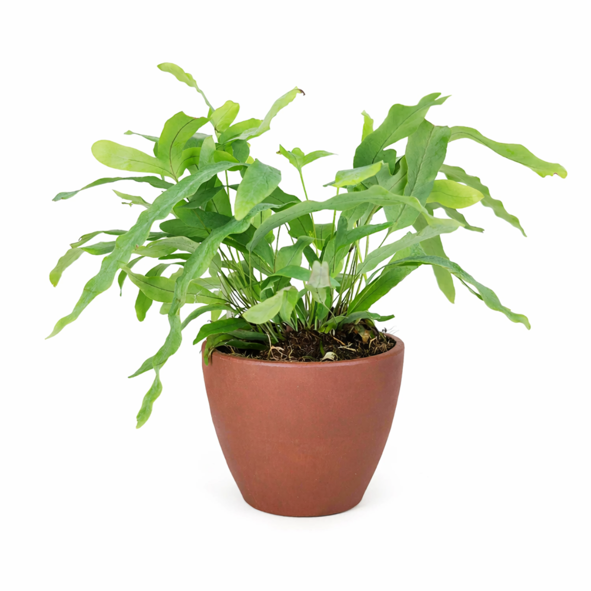 Blue Star Fern, Phlebodium aureum, Phlebodium aureum 'Star Fern', Indoor Houseplants, Blue Star Fern Care Tips, How to Grow Blue Star Fern