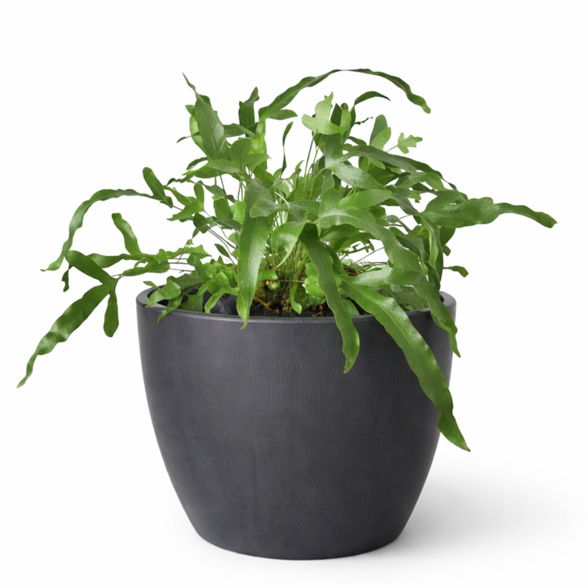 Blue Star Fern, Phlebodium aureum, Phlebodium aureum 'Star Fern', Indoor Houseplants, Blue Star Fern Care Tips, How to Grow Blue Star Fern