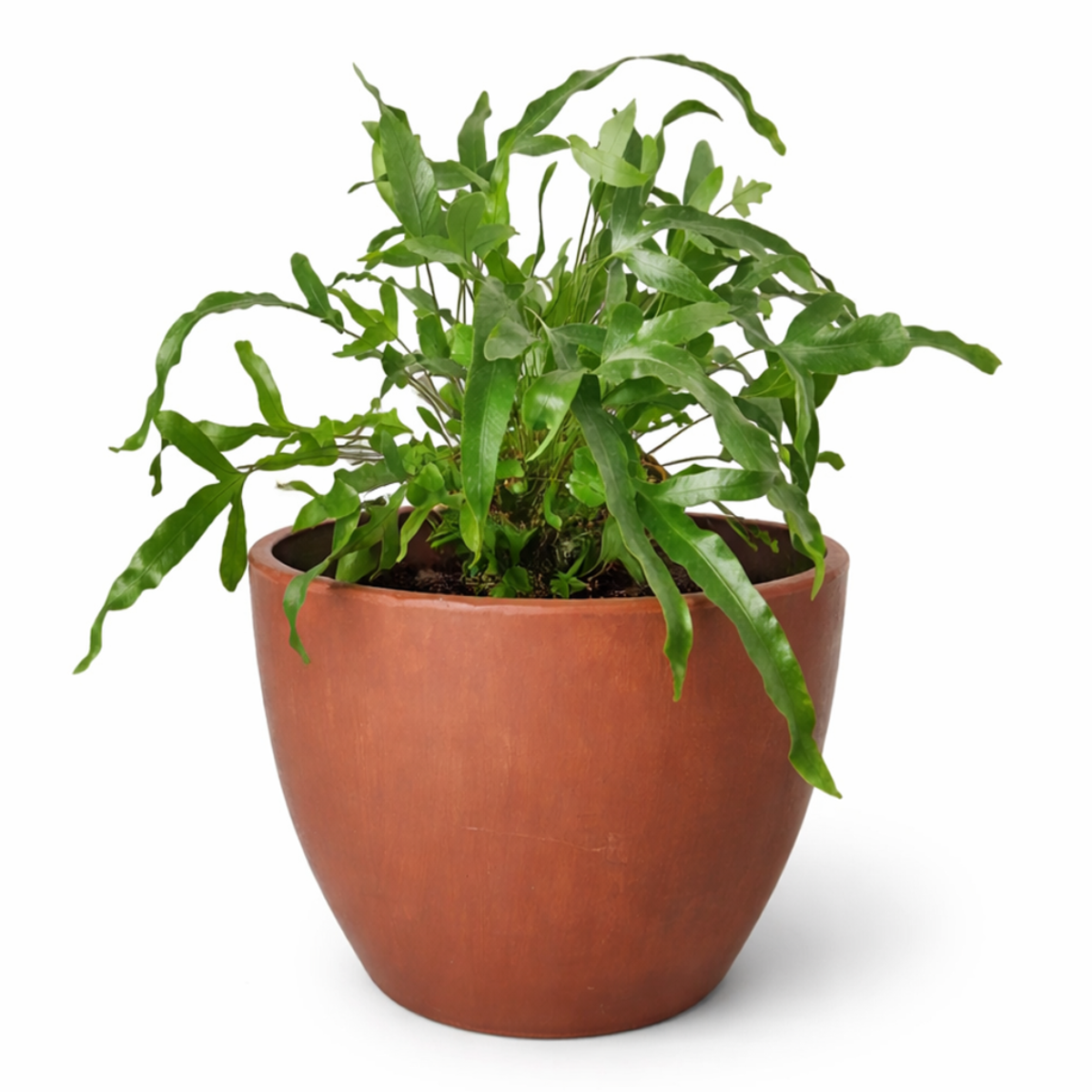 Blue Star Fern, Phlebodium aureum, Phlebodium aureum 'Star Fern', Indoor Houseplants, Blue Star Fern Care Tips, How to Grow Blue Star Fern