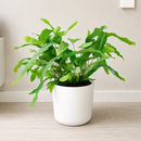buy blue star fern live houseplant 4" pot nursery pot online, distinctive cool blue-gray fronds with a soft almost velvety surface, gracefully arching lobed leaves growing from a spreading central base, suitable for terrariums hanging planters or decorative pots, humidity loving and non-toxic for pets and kids, adds a tropical bohemian charm to any interior, a versatile and thoughtful gift for any plant lover