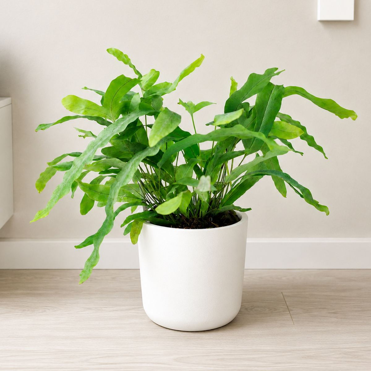 3 inch Blue Star Fern for sale. Blue Star Fern is a unique houseplant with soft blue-green fronds that create a lush, tropical look indoors. It grows best in bright, indirect light with consistently moist, well-draining soil and enjoys moderate to high humidity. This low-maintenance fern is an excellent choice for homes, offices, and plant lovers seeking distinctive foliage.