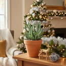  Succulents shop near me, succulent subscription, succulent care, how to grow succulents, succulents garden, indoor succulents, Succulents, Senecio serpens succulent in California