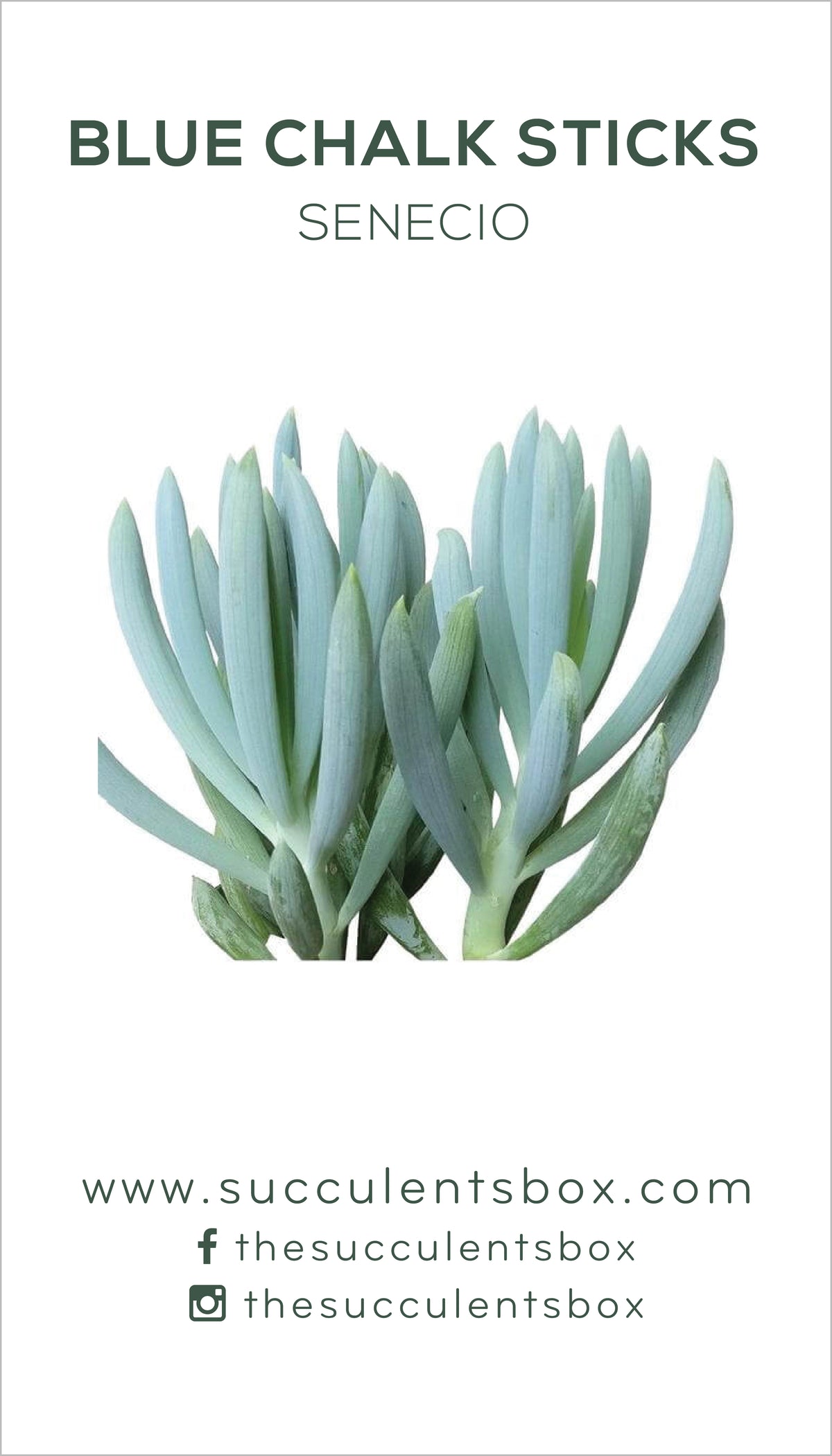 Senecio Succulent ID Cards