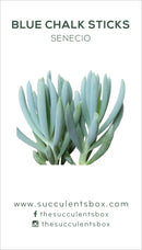 Senecio Succulent ID Cards