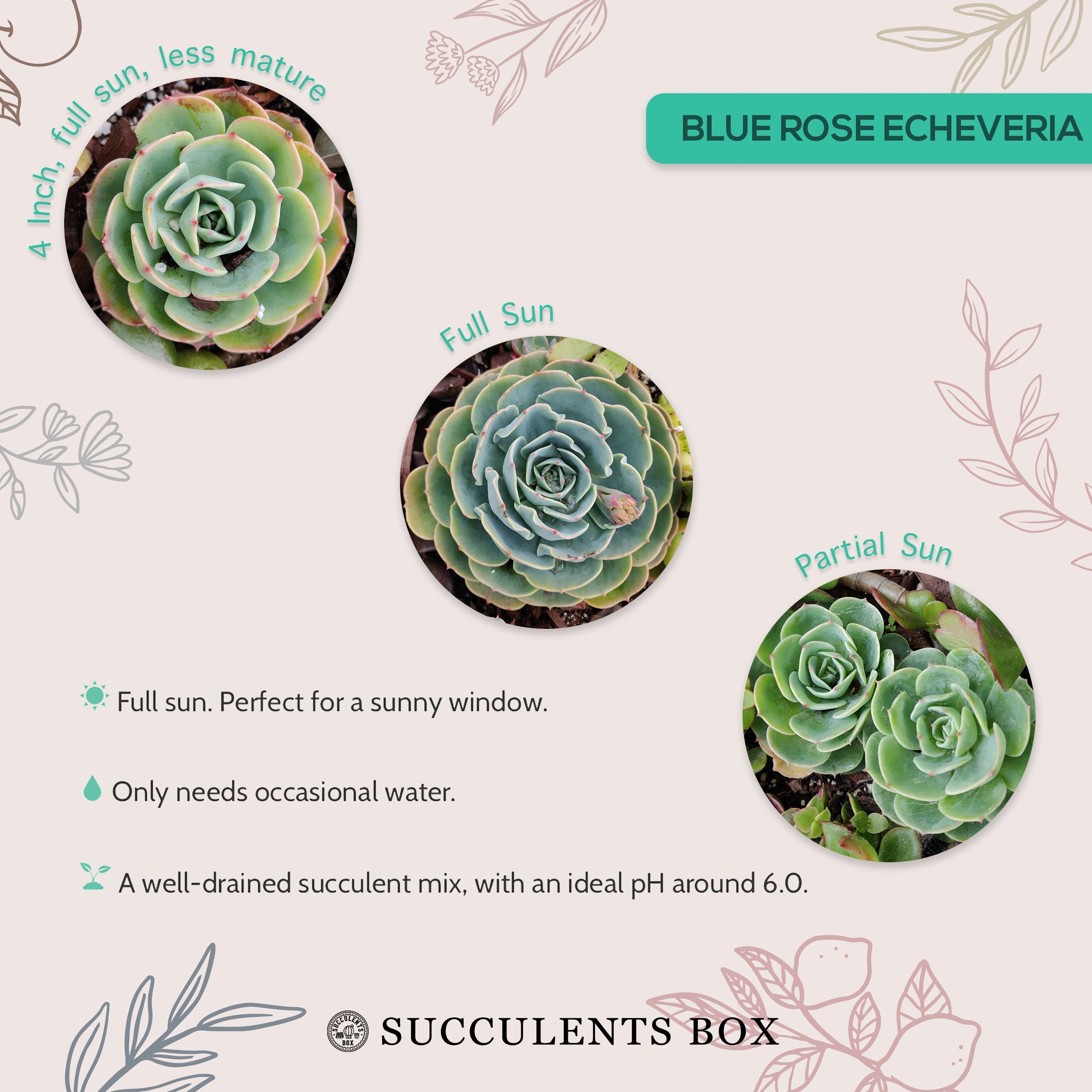 blue rose succulent care Blue Rose Echeveria Imbricata with Care Guide