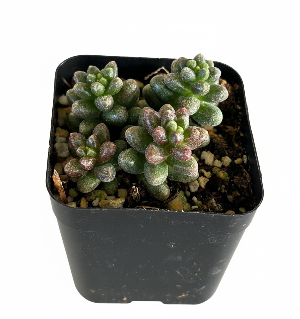 Live Bonsai Sedum Furfuraceum succulent 2 inch plastic pot, Miniature tree succulent, Slow-growing bonsai plants for home office decoration