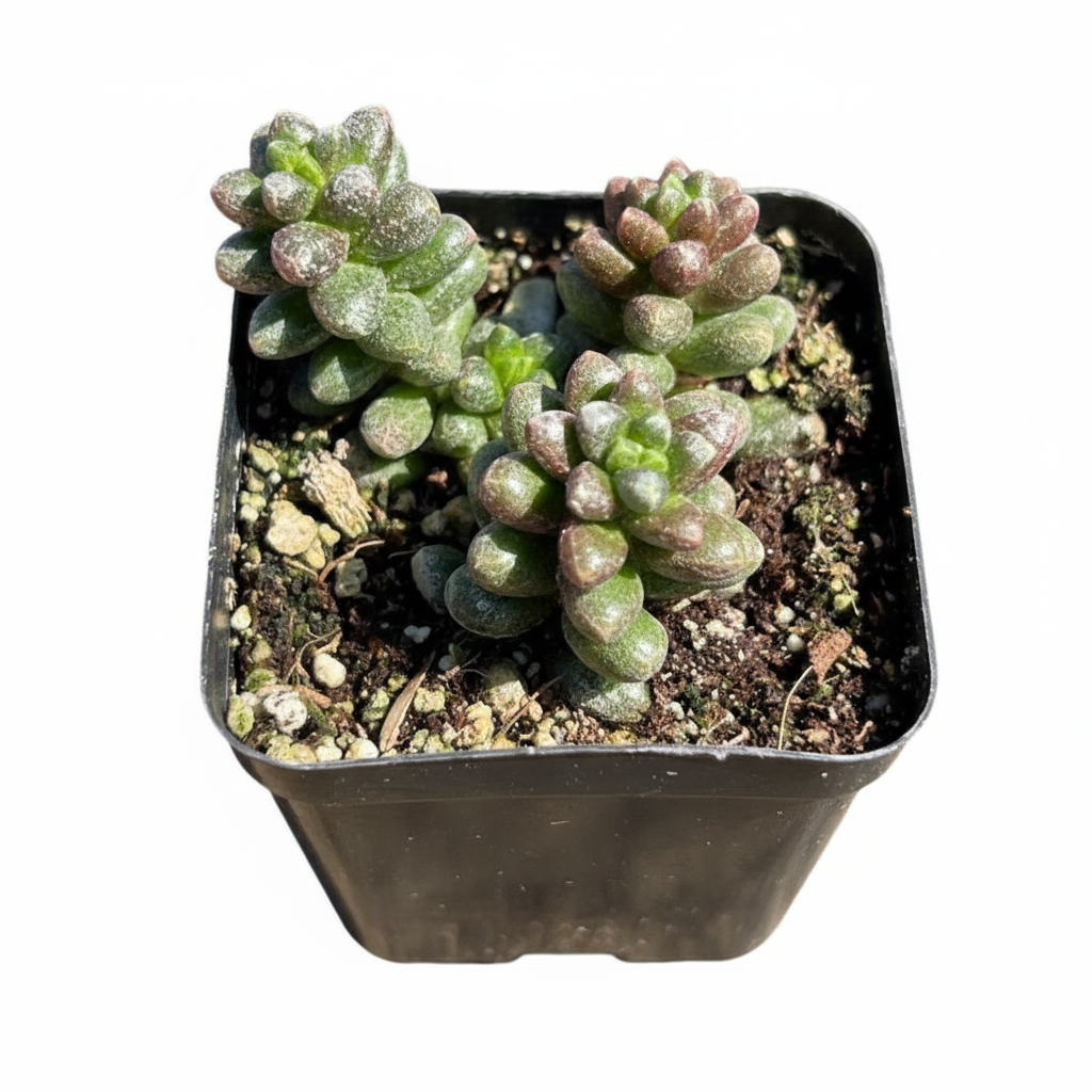 Bonsai Sedum Furfuraceum Moran Rare Scaly Succulent 2 inch grower pot, Unique Bonsai Succulent for Gift Decor Ideas