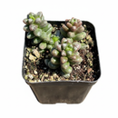 Bonsai Sedum Furfuraceum Moran Rare Scaly Succulent 2 inch grower pot, Unique Bonsai Succulent for Gift Decor Ideas