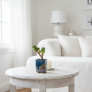 Bonsai Sedum Furfuraceum Moran Rare Scaly Succulent 2 inch grower pot, Unique Bonsai Succulent for Gift Decor Ideas