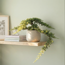 Bonsai Juniper 4 inch / 6 inch live house plant for sale, bonsai juniper tree care for beginners, juniper bonsai tree gift for home decor