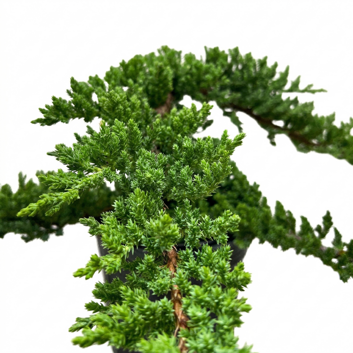 Buy 4 inch / 6 inch Bonsai Juniper live house plant online, juniper bonsai styling ideas for small spaces, compact juniper bonsai with needle-like leaves