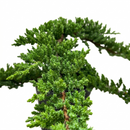Bonsai Juniper 4 inch / 6 inch live house plant for sale, bonsai juniper tree care for beginners, juniper bonsai tree gift for home decor