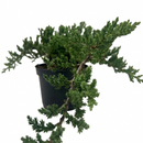 Bonsai Juniper 4 inch / 6 inch live house plant for sale, bonsai juniper tree care for beginners, juniper bonsai tree gift for home decor