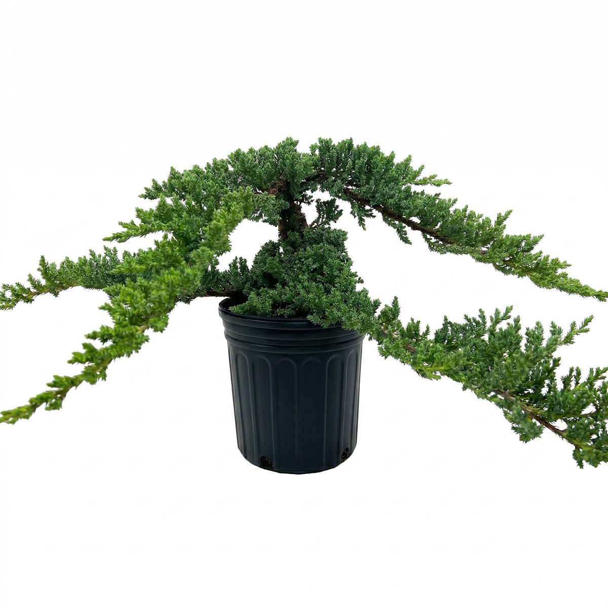 Buy 4 inch / 6 inch Bonsai Juniper live house plant online, low growing juniper bonsai with spreading branches, evergreen juniper bonsai with year round green color