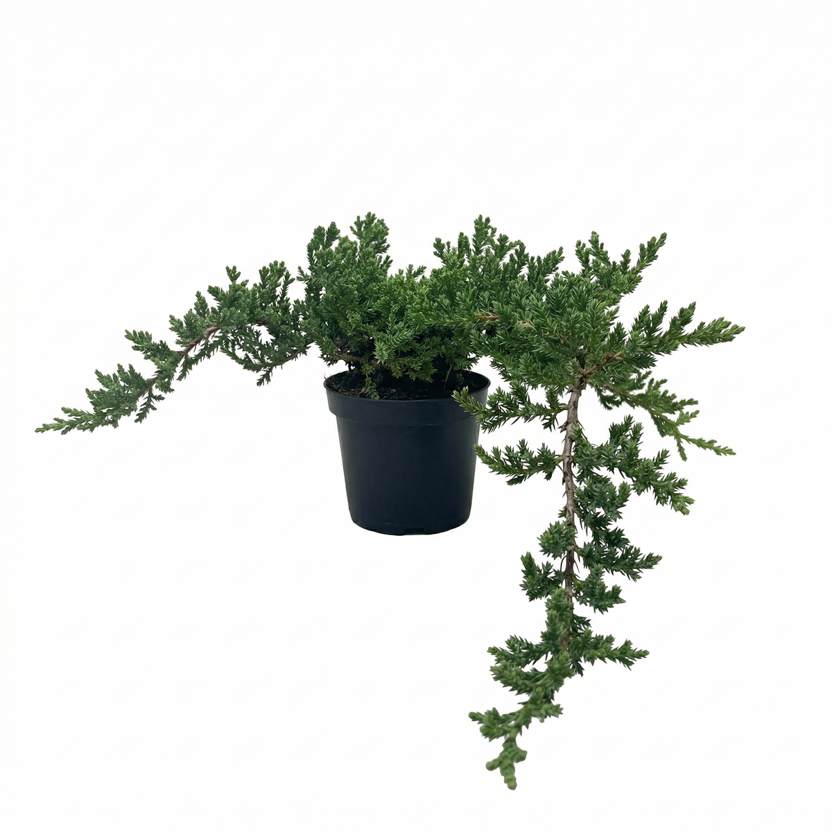 Bonsai Juniper 4 inch / 6 inch live house plant for sale, bonsai juniper tree care for beginners, juniper bonsai tree gift for home decor