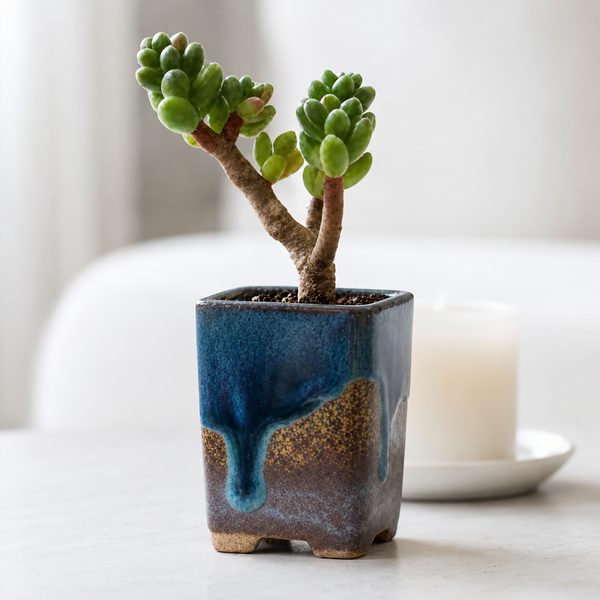 Bonsai Sedum Furfuraceum Moran - Unique 2